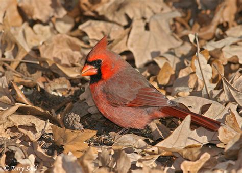 Northern Cardinal Cardinalis Cardinalis Photograph