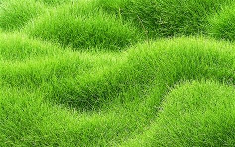 Download Wallpapers Grass Carpet Texture 3d Textures Grass Textures