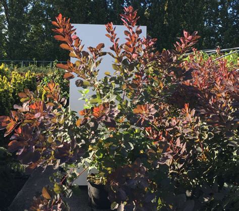 In autumn, foliage changes colour to a spectacular translucent red. Cotinus Grace for Sale. Smoke Bush. Buy Online UK wide