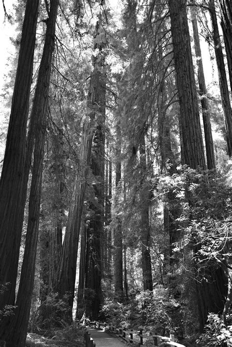 Muir Woods California Eric Flickr