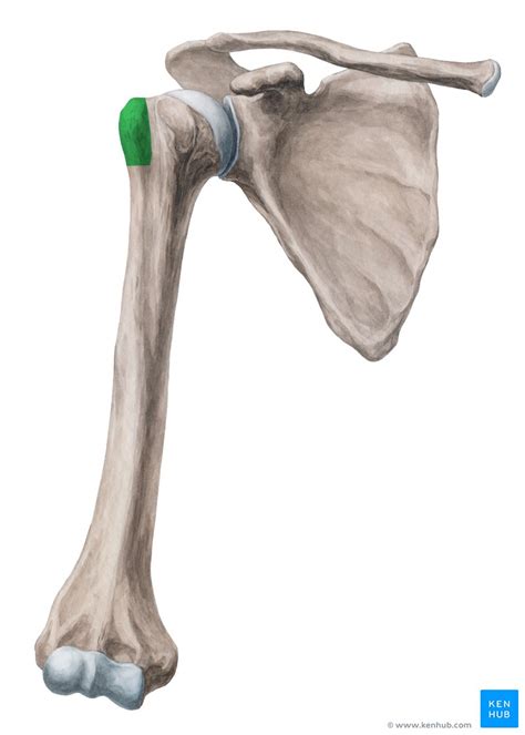 Greater Tubercle Of Humerus Location Muscle Attachments Kenhub