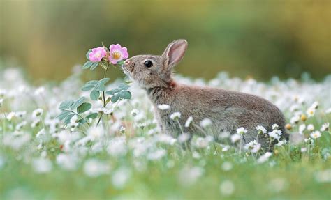 Austrian Wildlife Photographer Captures Natures Magical Moments 35