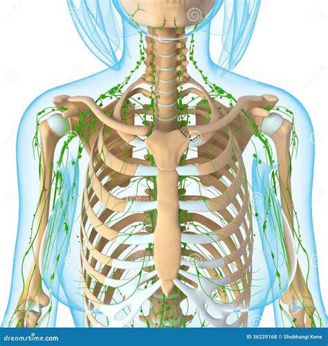 Female Lymphatic System Of Half Body Royalty Free Stock Photos Image