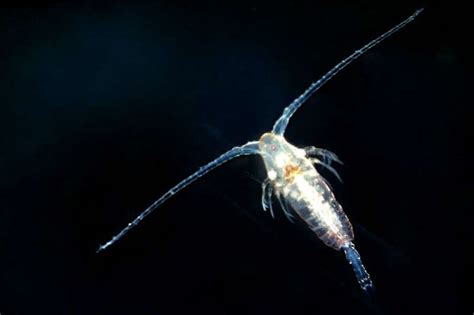 Copepod Mortality Rates Have Been Linked To Jellyfish Abundance And