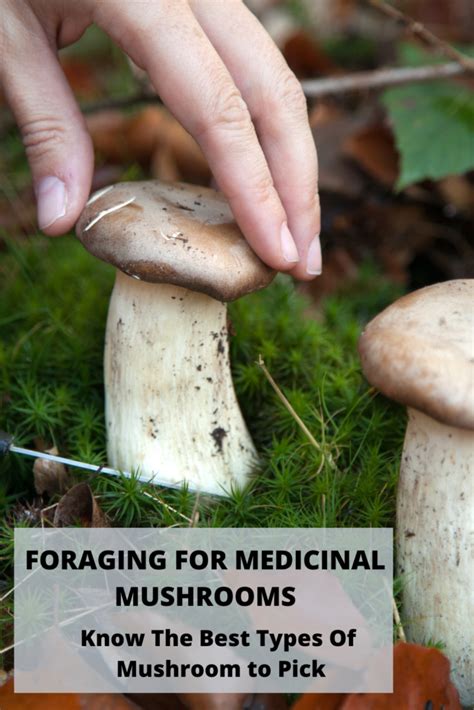 Beginners Guide To Foraging For Medicinal Mushrooms Medicinal