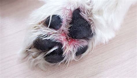 7 Common Paw Problems In Dogs That Every Owner Must Be Aware Of Dog