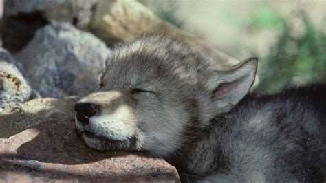 Cute Wolf Puppy Wallpapers Top Free Cute Wolf Puppy Backgrounds