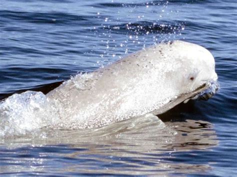 Canada Polar Bears And Beluga Whales Tour Responsible Travel