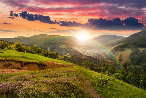 Flowers On Hillside Meadow With Forest At Sunset Stock Photo Image