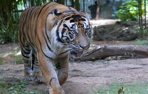 Extremely Rare Sumatran Tiger Dies At Zoo Atlanta