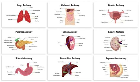 Human Anatomy Organ Organs Internal Organs Anatomy Bi