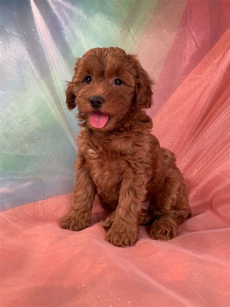 Dark Red Mini Goldendoodle Breeders Females And Males Available
