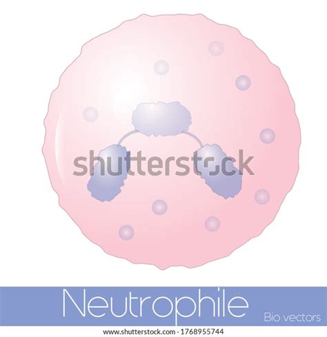 Neutrophil Type Granulocyte 3 Lobed Nucleus Stock Vector Royalty Free