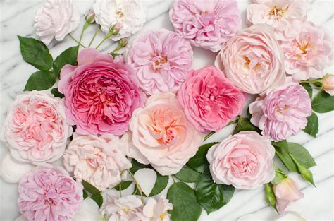 You'll be getting off and giving back at the same time. Clean, Modern, Pink Roses on Carrera Marble - Unbound Wellness