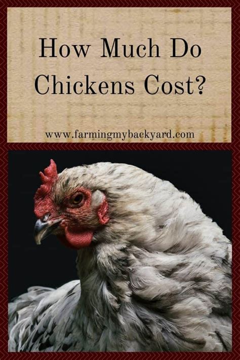 How much does a bathtub cost? How Much Do Chickens Cost? - Farming My Backyard