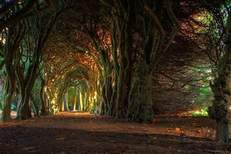 Fairy Tale Tree Tunnel Meath Ireland Pathways And Walkways And Tunnels