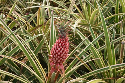 Fileananas Bracteatus Dole Pineapple Plantation Oahu Hawaii Usa2