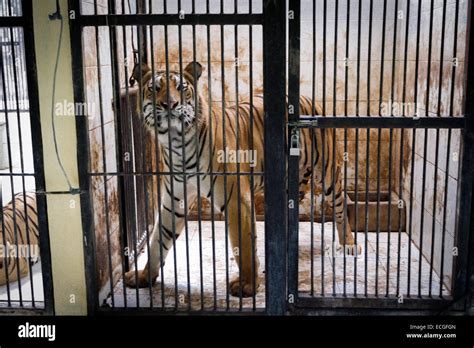 A Bengal Tiger In Captivity Stock Photo Alamy