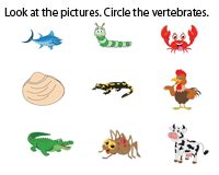 What are the two groups of invertebrate chordates? Vertebrates and Invertebrates Worksheets