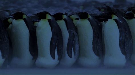 Emperor Penguin Huddle
