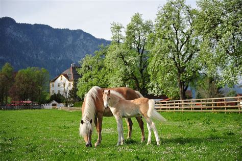 Haflingergestüt Fohlenhof Ebbs Kufsteinerland In Tirol Österreich