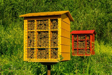 How To Attract Mason Bees Beginners Guide Beekeepclub