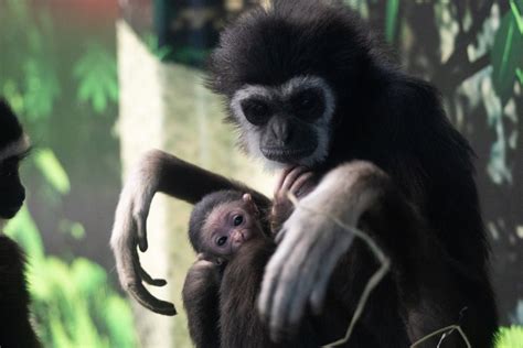 Assiniboine Park Zoos New Adorable Baby Gibbon Seeks A Name Winnipeg