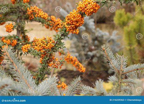 Branches With Yellow Pyracantha Berries Near Fir Tree Stock Image