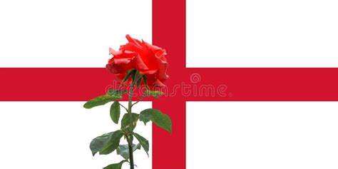Red Rose Over English Flag Of England Stock Image Image Of Space