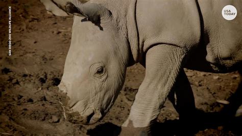 First Ivf Rhino Pregnancy Could Save Northern White Rhinos From The