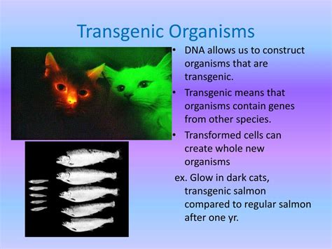Genetically modified organisms (gmos) are produced by inserting genetic material (sometimes from another species) into a plant inducible transgenic systems, often using tetracycline, have also been used to allow the investigator to control the timing of transgene activation. PPT - Genetic Engineering PowerPoint Presentation, free download - ID:1605701