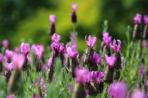 27 Different Types Of Lavender And Benefits Of Growing It