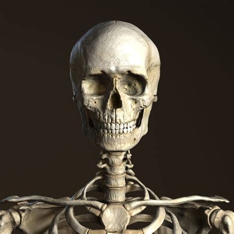 3d Model Human Anatomy Male Skeleton Cgtrader