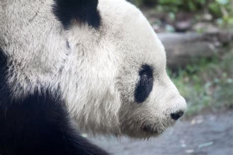Panda Head Stock Image Image Of Adult Closeup Bear 102619321