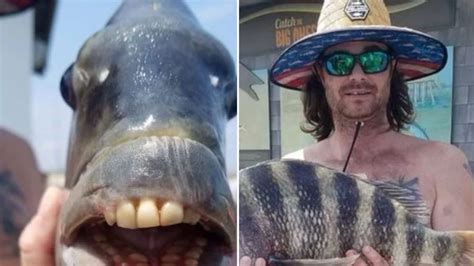 Fish Caught In Nags Head Nc With Human Teeth Fisherjullla