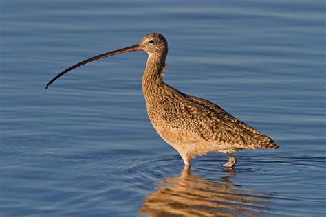 13 Beautiful Wading Birds You Should Know