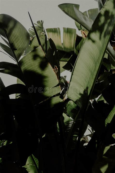 Vertical Closeup Shot Of A Green Leafed Plant Stock Photo Image Of