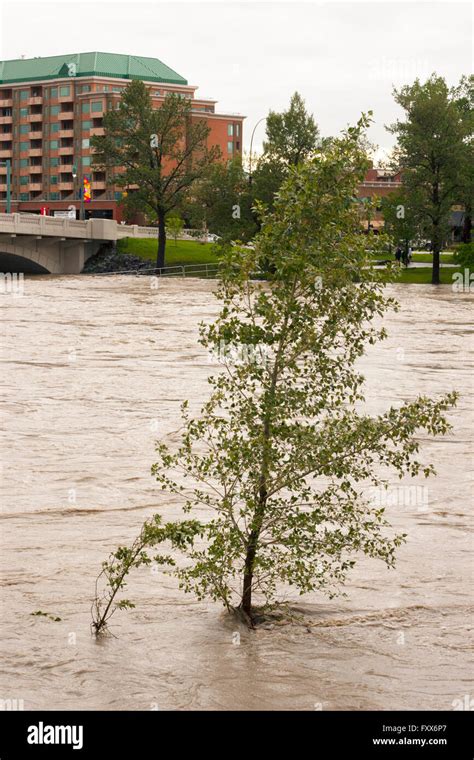 Tree Sapling Partially Submerged During Bow River Flood In Central
