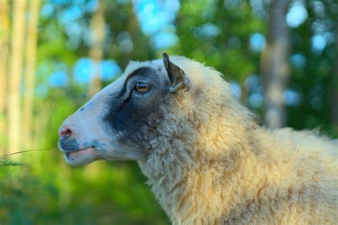 Sheep Lamb Lamp Free Photo On Pixabay Pixabay