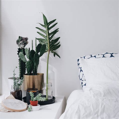 5 Indoor Plants That Are Easy To Keep Alive And Look Good ⋆ Evelien