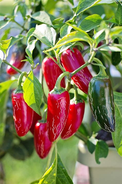 When to plant jalapeno peppers? Growing Jalapenos, Planting, Care, Harvesing Guide ...