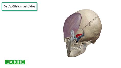 Anatomía Musculo Auricular Posterior Origen Función E Inervación Youtube