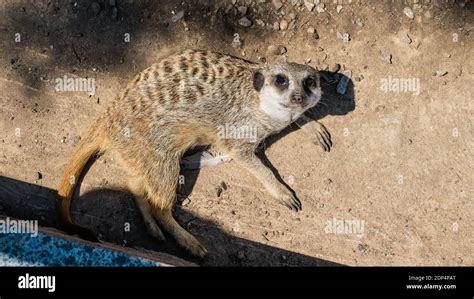 The Meerkat Is Restinglying On The Groundfaunaexotic Stock Photo Alamy