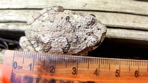 Biggest Gray Tree Frog Ever Youtube