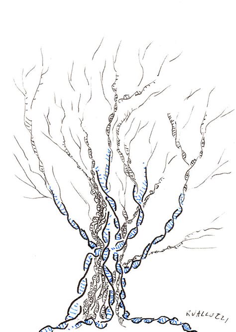Family tree images family tree with pictures family tree designs family tree photo. Little Dna Tree Drawing by Regina Valluzzi