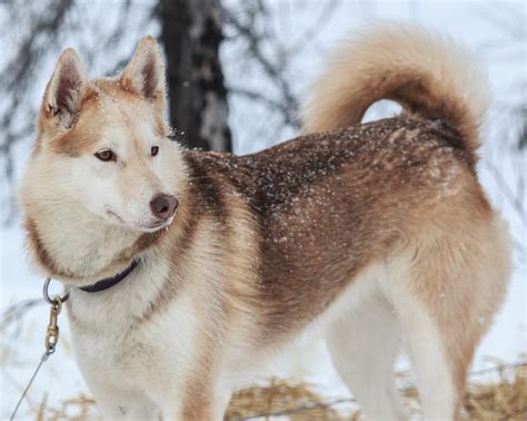 Pictures Of Huskies An Amazing Gallery Of Siberian And Alaskan Dogs