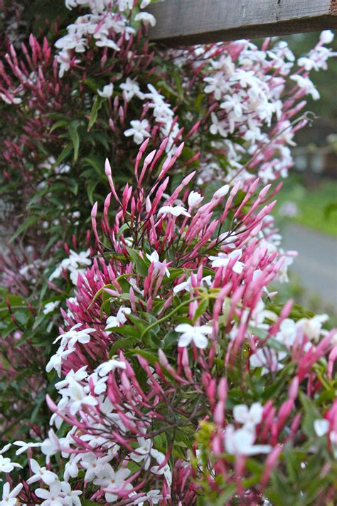Pink Jasmine Jasminum Polyanthum Is One Of The Many Plants In Our