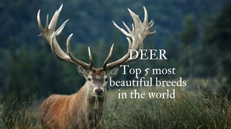 Top 5 Most Beautiful Deer Breeds In The World Proto Animal