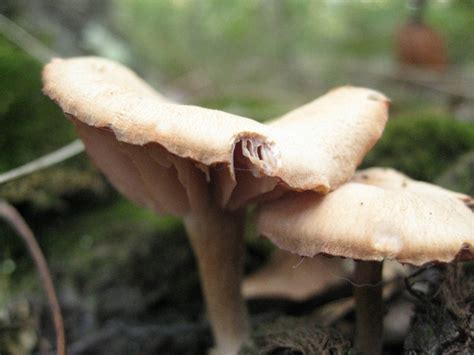 Hunting Mushrooms On Long Island Ny Tons Of Pics Mushroom Hunting
