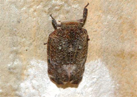 White Marked Gum Hopper Platybrachys Leucostigma